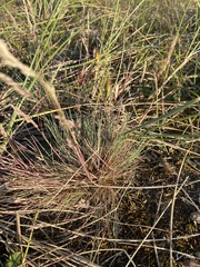 Corynephorus canescens