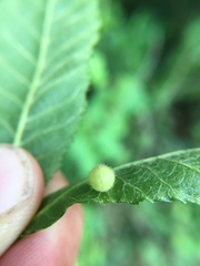Caryomyia cilidolium