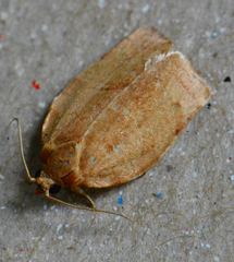 Choristoneura rosaceana