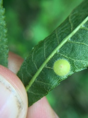 Caryomyia cilidolium