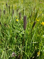Phleum alpinum