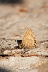 Leptotes trigemmatus