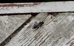 Chalcosyrphus curvaria