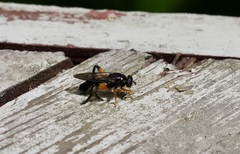 Chalcosyrphus curvaria