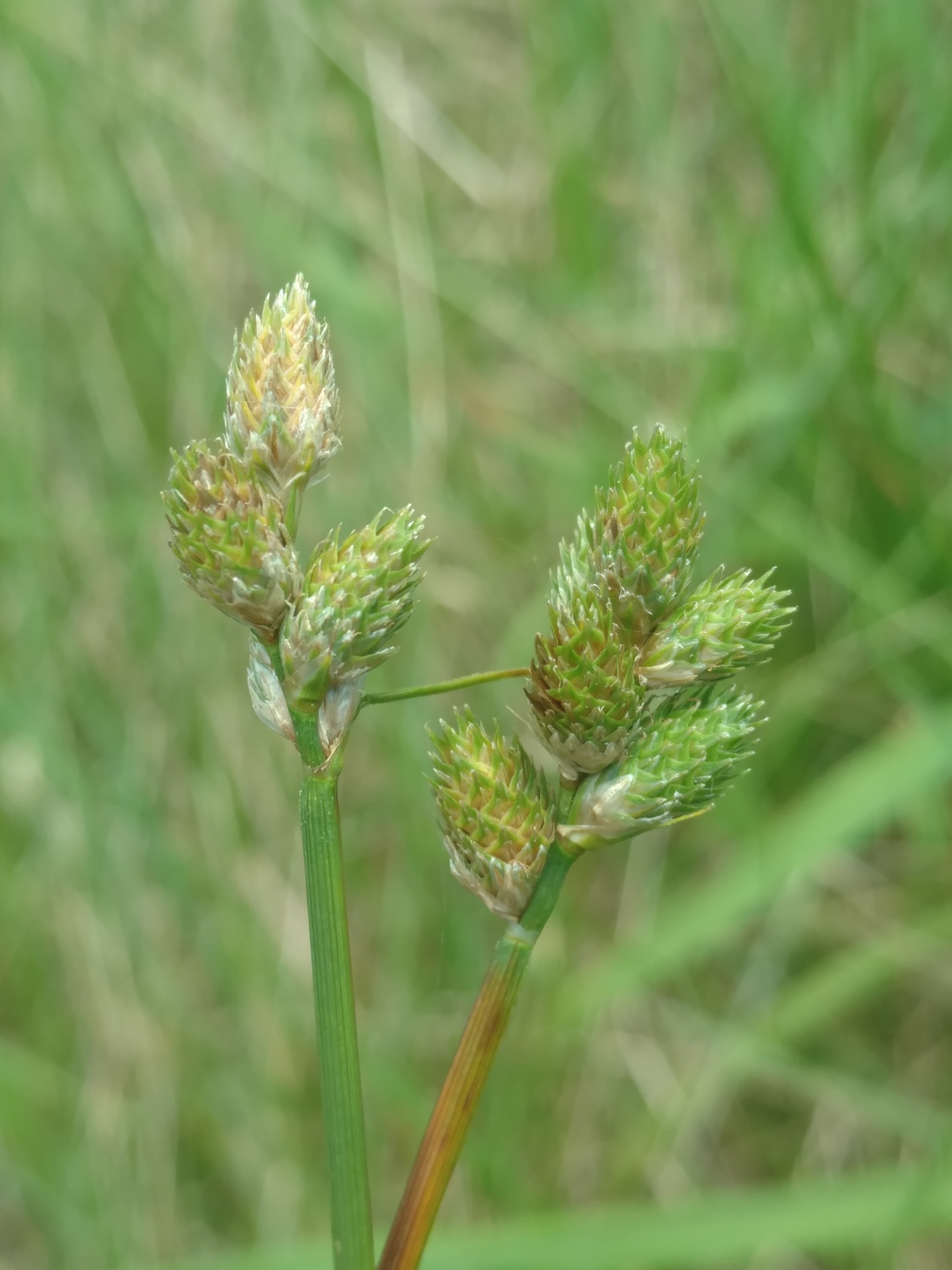 Carex longii
