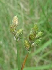 Carex longii