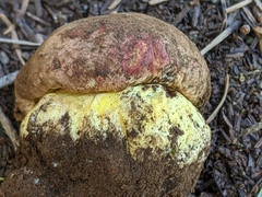 Butyriboletus primiregius