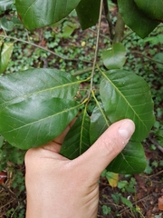 Magnoliopsida