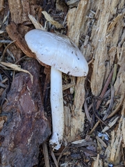 Pluteus orestes