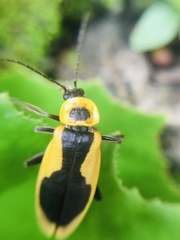 Chauliognathus distinguendus