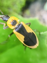 Chauliognathus distinguendus