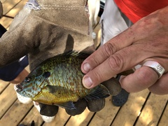 Lepomis gibbosus × macrochirus