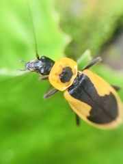 Chauliognathus distinguendus