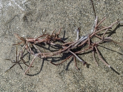 Sarcodiotheca
