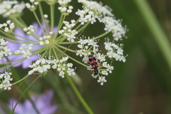 Trichodes leucopsideus