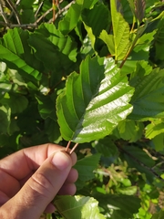 Alnus lusitanica