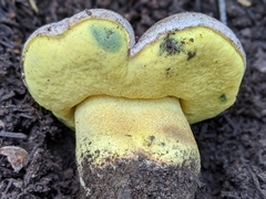 Butyriboletus abieticola