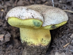 Butyriboletus abieticola