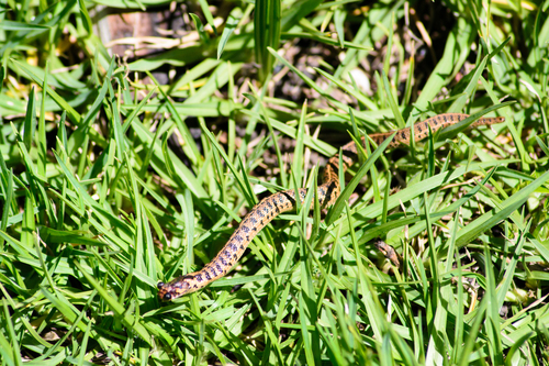 Short-tail Alpine Garter Snake