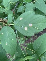 Sphaerulina aceris