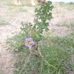 Solanum citrullifolium