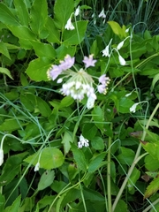 Allium cernuum