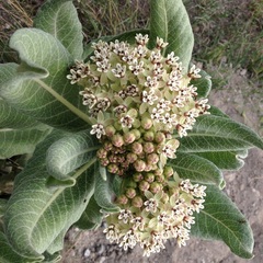 Asclepias notha