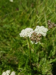Mutellina purpurea