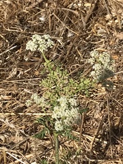 Ligusticum