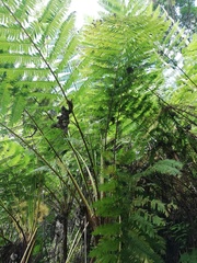 Cyathea divergens