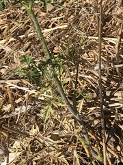 Ligusticum