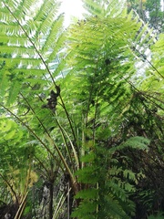 Cyathea divergens