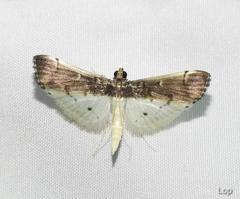 Orphnophanes eucerusalis