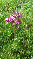 Pedicularis cenisia