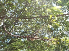 Parthenolecanium quercifex