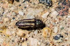Acmaeodera quadrivittata