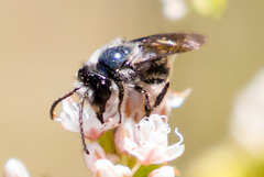 Andrena cerasifolii