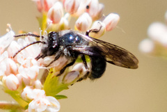Andrena cerasifolii