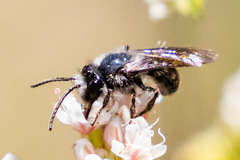 Andrena cerasifolii