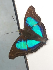 Doxocopa laurentia cherubina