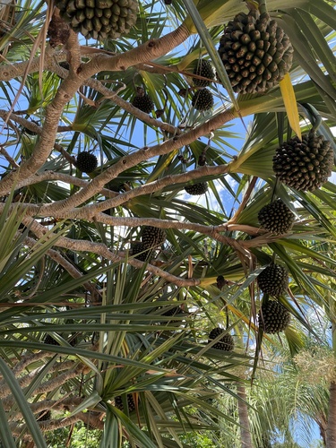 Pandanaceae image