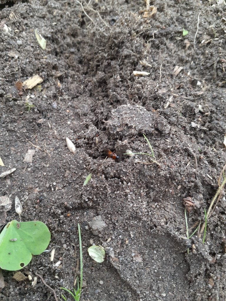 Stenolophus teutonus from Пуховичский район, Беларусь on July 11, 2020