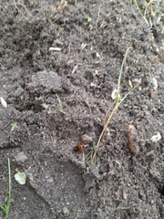 Stenolophus teutonus