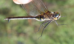 Somatochlora exuberata