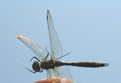 Somatochlora exuberata