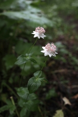 Astrantia maxima