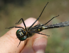 Somatochlora exuberata