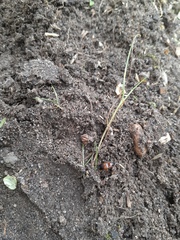 Stenolophus teutonus