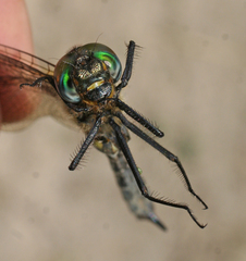Somatochlora exuberata