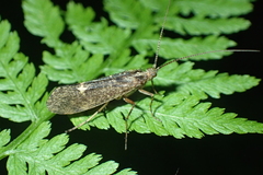 Limnephilus sparsus
